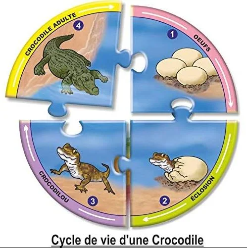 Creative's - Cycles de vie/ 5+ans